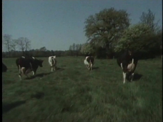 holstein fairy tale (1990) detlev buck